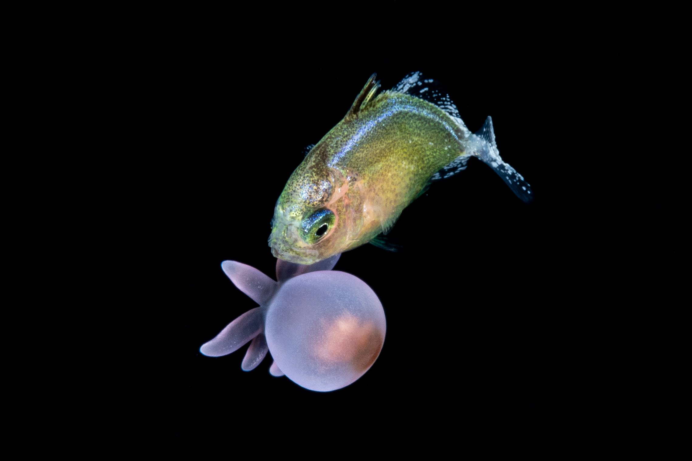 A juvenile fish carrying an anemone in its mouth, possibly for protection