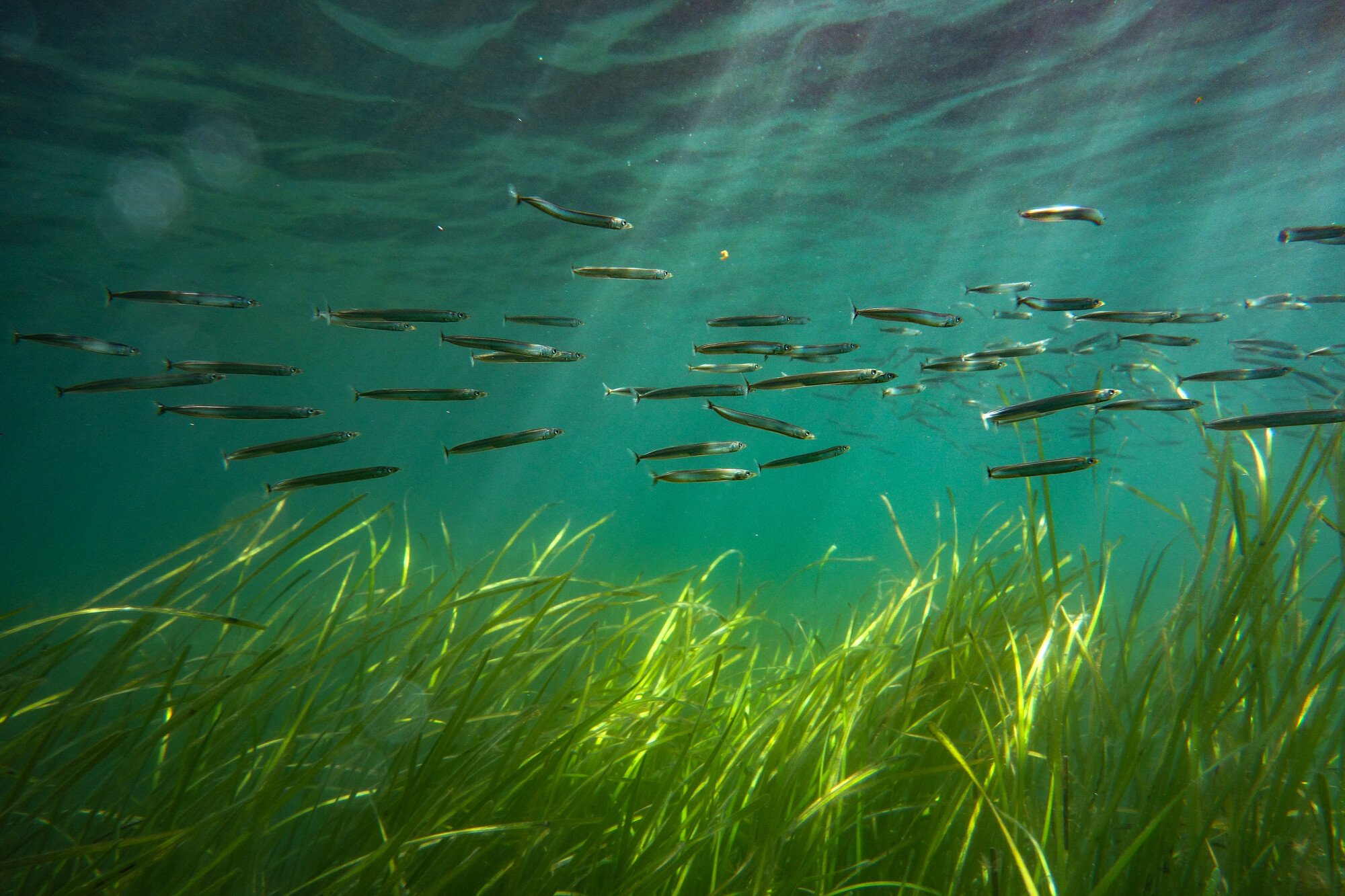 Seagrass plays an important role in absorbing and storing carbon, which can help us battle the climate crisis.