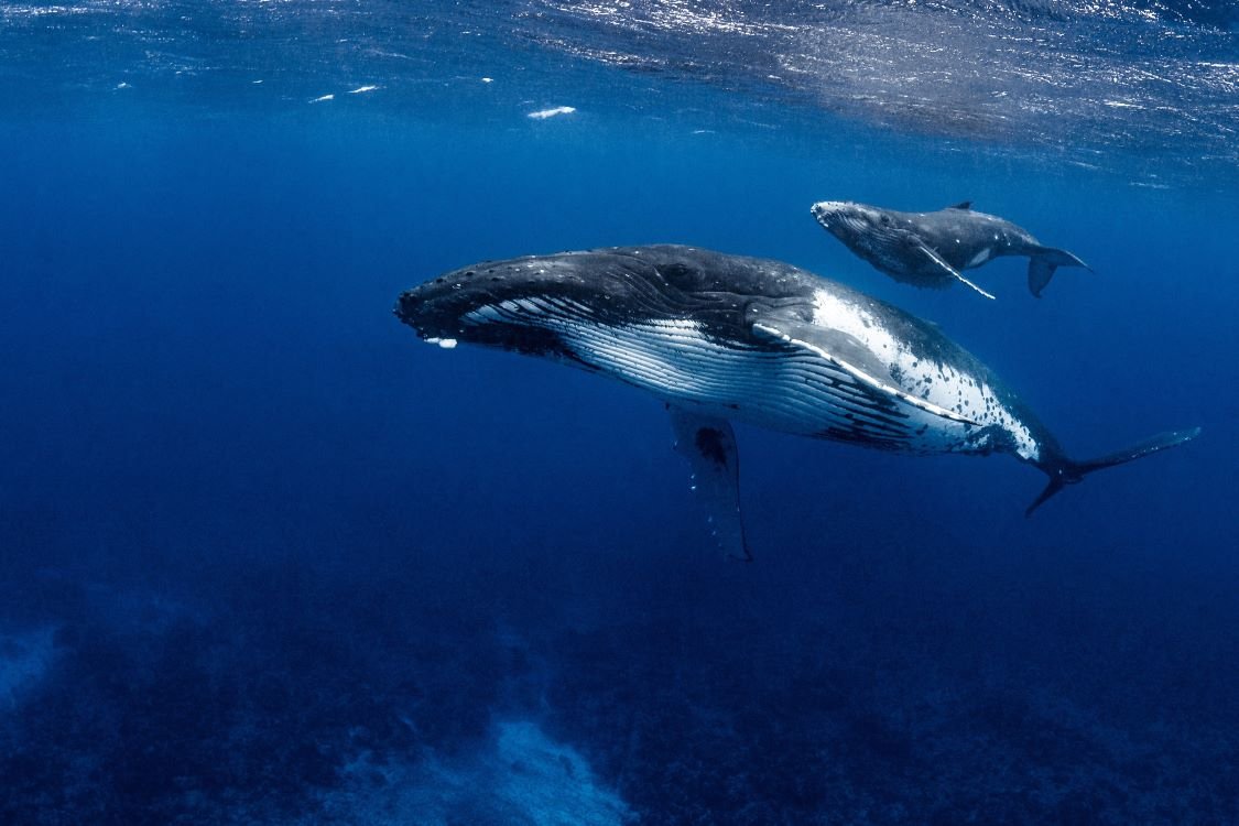 Two humpback whales swimming in open ocean