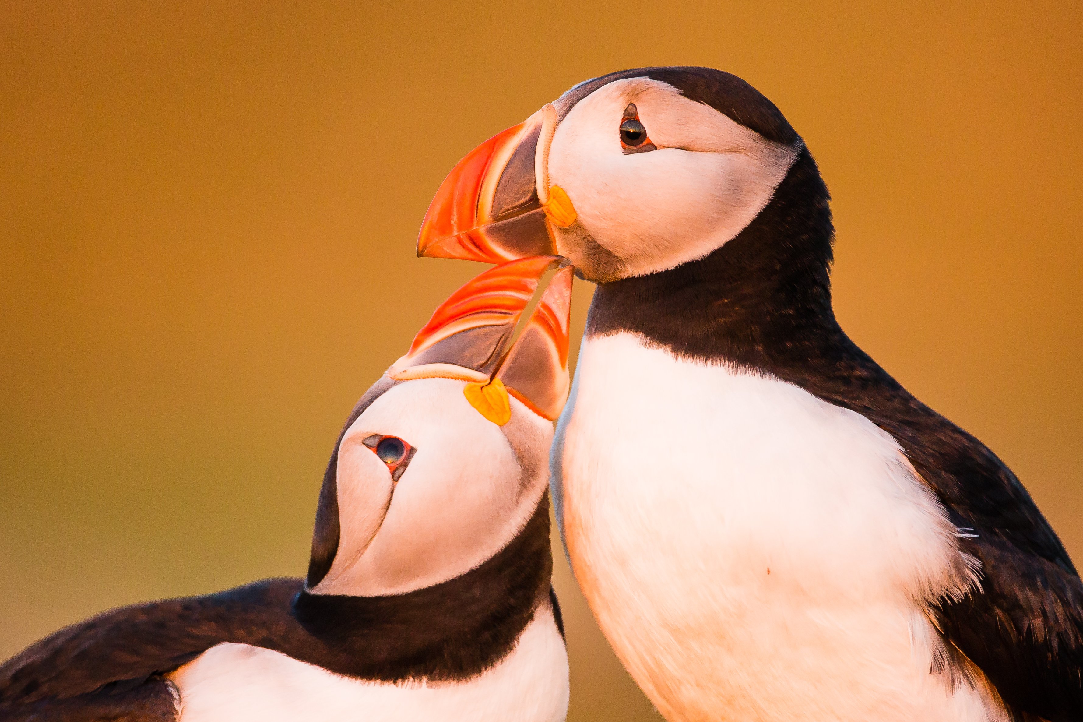 Atlantic puffins