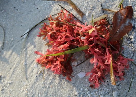 A species of red seaweed laying on a sandy beach