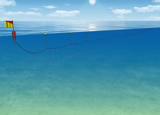 A long fishing line is placed just below the waters surface. All along the line are baited hooks.