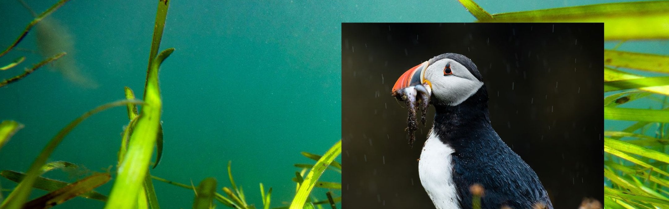 A vivid green seagrass meadow is pictured in turquoise water. Overlaid on top is a photograph of an atlantic puffin with some small fish hanging out of its bright orange beak.