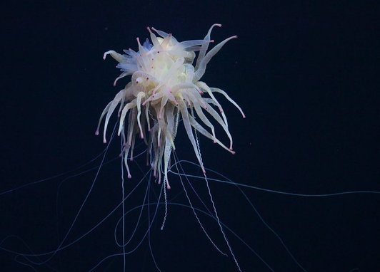A jellyfish-like creatures with tentacles all over. The background is dark