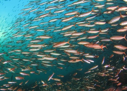 A school of sardines swimming in the ocean