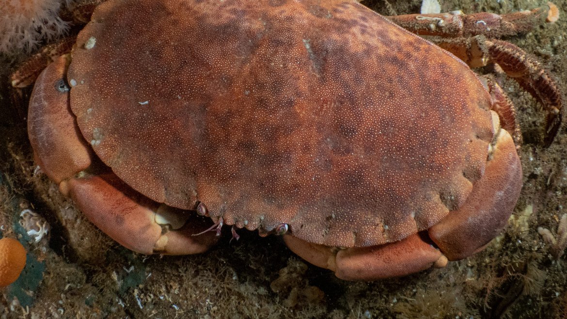 A large brown crab with image taken from above, it has a wide, relatively flat brown mottled shell and its claws and legs and tucked close to its body.