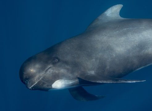 A single dark grey pilot whale looks at the camera side-on. Characteristically for pilot whales, it appears to be smiling and its bulbous, rounded head can be clearly seen as can the typical white patch underneath its jaw.