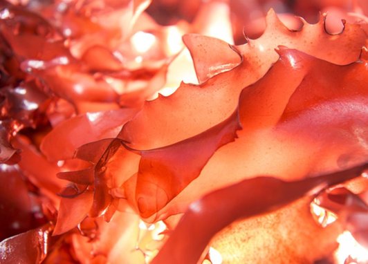 A close up of the bacon-tasting seaweed, a new strain of dulse seaweed; a red seaweed that grows in the wild along the Pacific and Atlantic coastlines