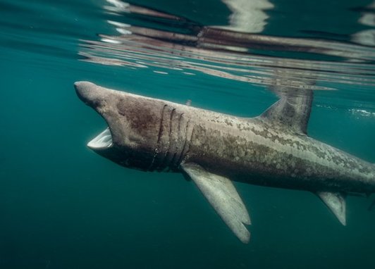 Basking Shark (Cetorhinus maximus), which is identified as the largest fish in British seas and the second-largest fish in the world.