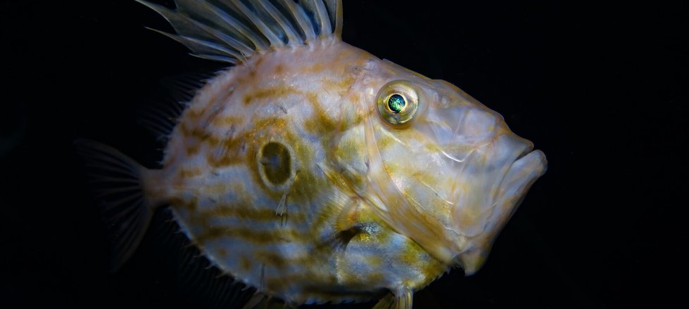 In dark waters, a john dory fish is pictured close to the camera. It has several long, thin spikes sticking out of the top of its body, and its mouth is curved upwards in a smiling position.