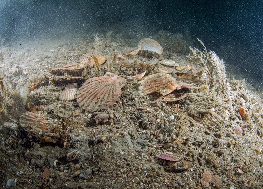 Empty and broken scallop shells are pictured on the seabed, possibly due to the raking action of dredges in Lyme Bay Scotland
