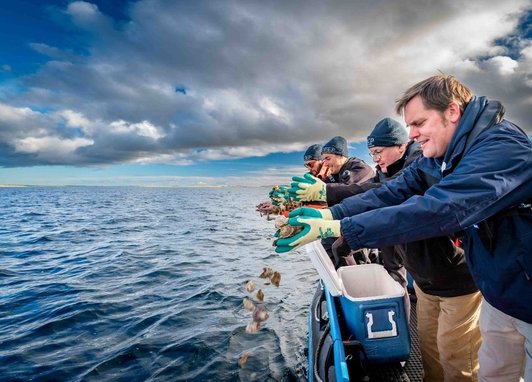 Volunteers and staff members from the DEEP project (Dornoch Environmental Enhancement Project) scatter native oysters from a boat.