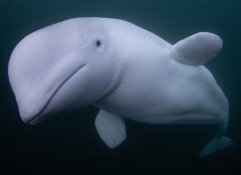 A beluga whale surrounded by dark water. It is curiously looking directly into the camera lens