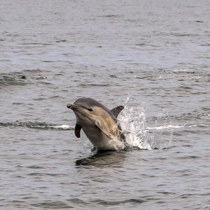 A pod of common short-beaked dolphins leaping out of the water. Two can be seen partially submerged while a third looks to have splashed back under the waves.