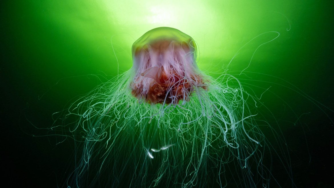 A large lion's mane jellyfish with a reddish-brown bell and long, white, flowing tentacles, swimming in green-lit water.