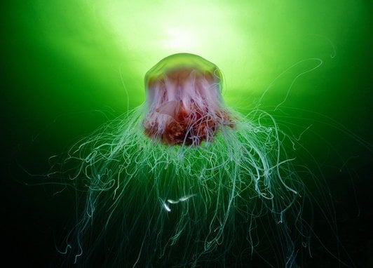 A large lion's mane jellyfish with a reddish-brown bell and long, white, flowing tentacles, swimming in green-lit water.