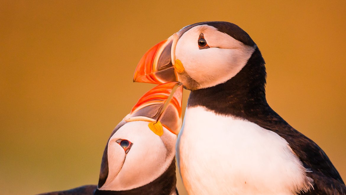 Atlantic puffins preening one another on Skomer Island, Wales. The backdrop is golden while one puffin nudges the underside of the others beak in a beautiful embrace.