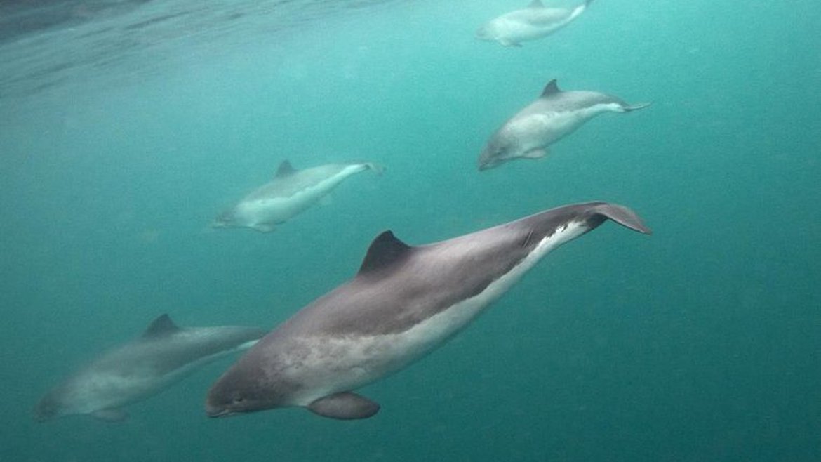 5 harbour porpoises swimming in formation facing left. They are all separate distances from the camera with the one in the middle closest. In the top left the ocean surface can be seen.