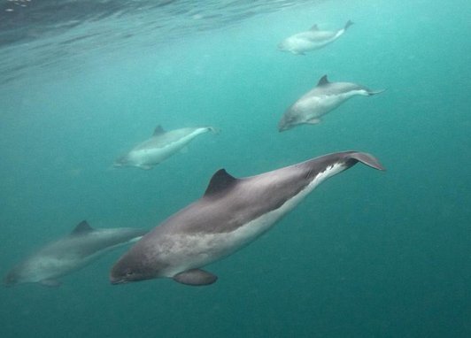 5 harbour porpoises swimming in formation facing left. They are all separate distances from the camera with the one in the middle closest. In the top left the ocean surface can be seen.