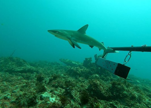 Juvenile caribbean reef shark. a baited remote underwater video system can be seen to the right.