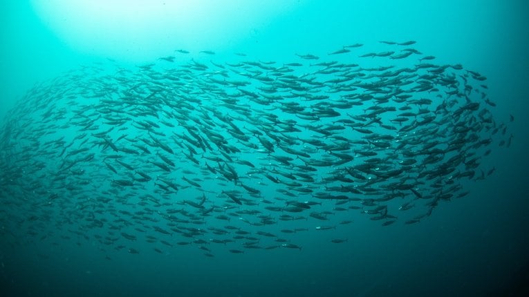 Shoaling mackerel against a deep teal Scottish sea backdrop.