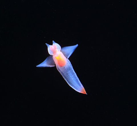 Against a dark background, a translucent sea angel is picture with its distinctive "wings" outstretched to the sides.