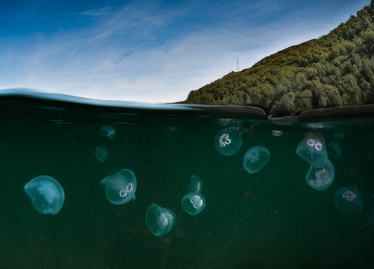 A bloom of moon jellyfish. Half the shot is underwater showing the jellyfish bloom while the top half is above the water. There is a clif face on the right hand side in the background