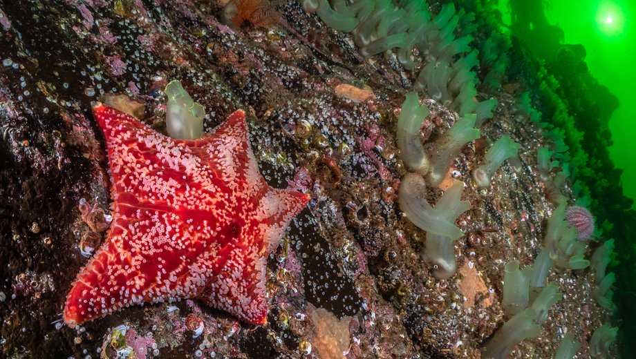 Cushion star