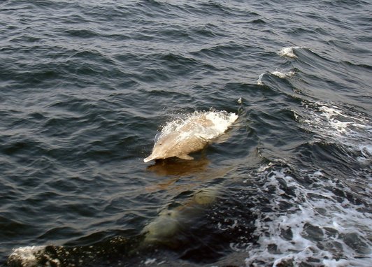 A camera shot of an indo-pacific humpback dolphin swimming along the surface of the sea.