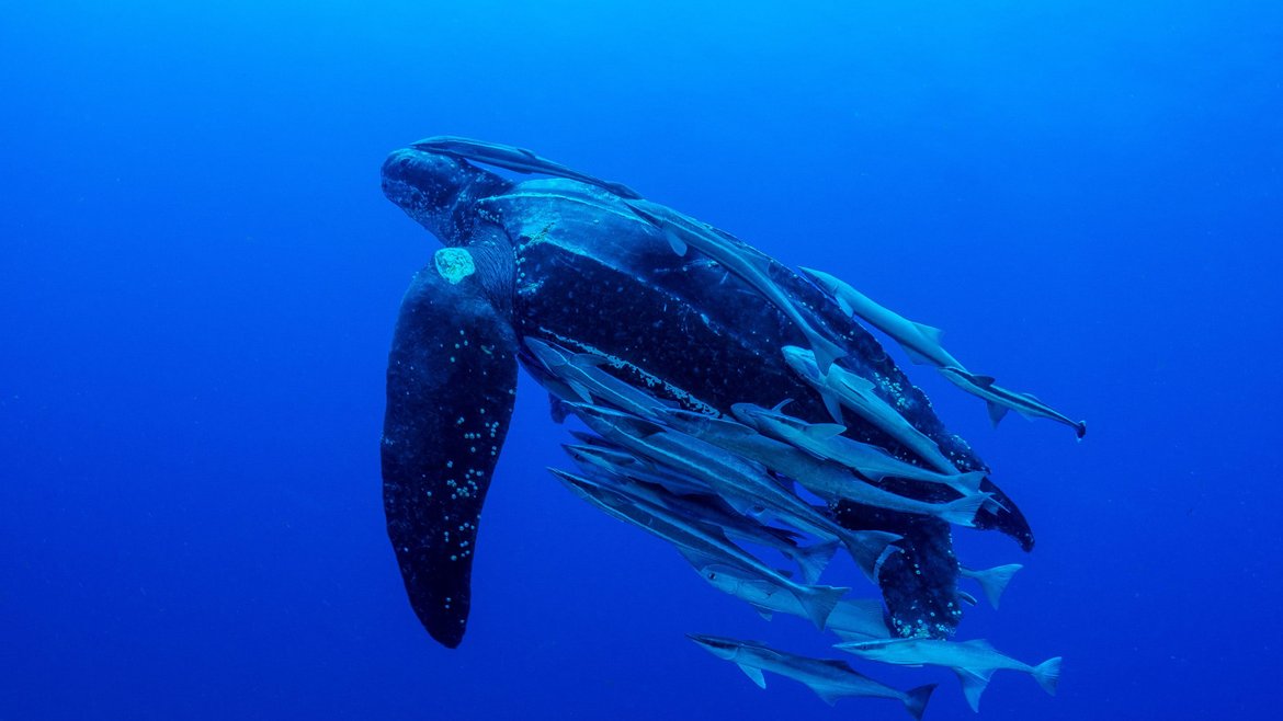 A leatherback turtle swimming upwards in a vibrant blue ocean, it is surrounded by remora fish and it's shell ridges running lengthways can be seen