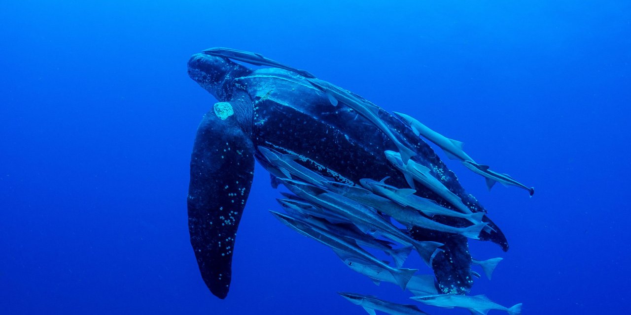 Leatherback turtle | Marine Conservation Society