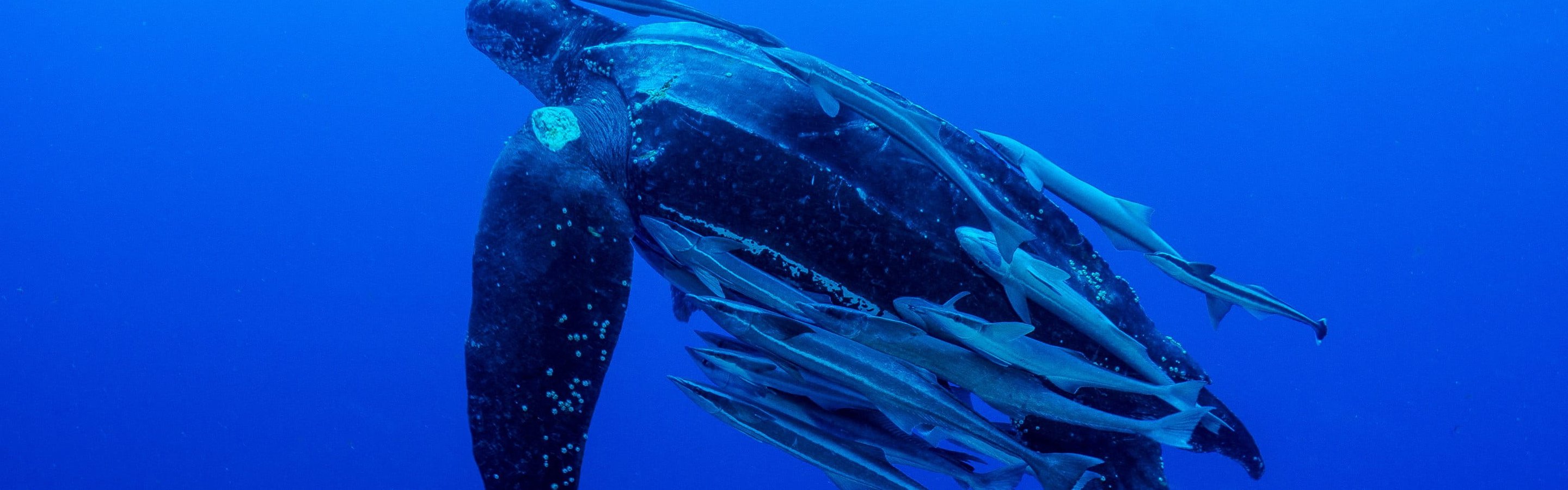 Leatherback turtle | Marine Conservation Society