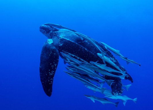 A leatherback turtle swimming upwards in a vibrant blue ocean, it is surrounded by remora fish and it's shell ridges running lengthways can be seen