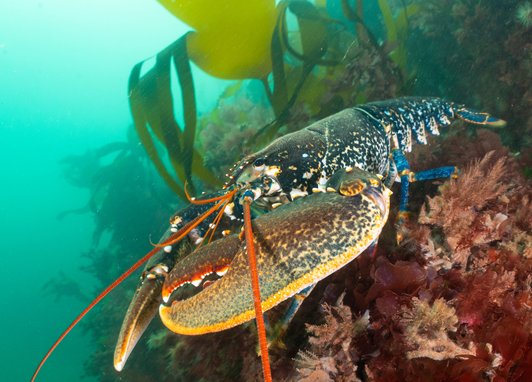 A common lobster in Oddicombe, Torbay with the photo taken side-on. Its blue colouring can clearly be seen on it's back legs, while its front claws are orange/cream and dappled grey. It's long orange antennae can be clearly seen.