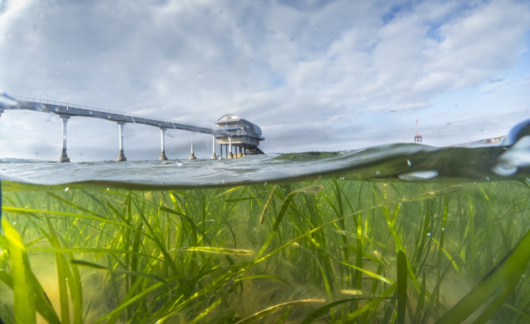 In a split below/above the waves image, seagrass can be seen swaying under a slightly choppy ocean. In the distance we can see Bembridge Lifeboat Station and the oversea walkway to it.