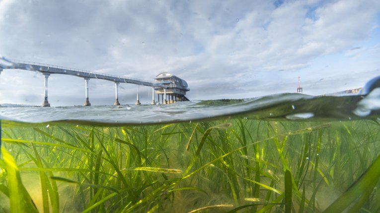 In a split below/above the waves image, seagrass can be seen swaying under a slightly choppy ocean. In the distance we can see Bembridge Lifeboat Station and the oversea walkway to it.