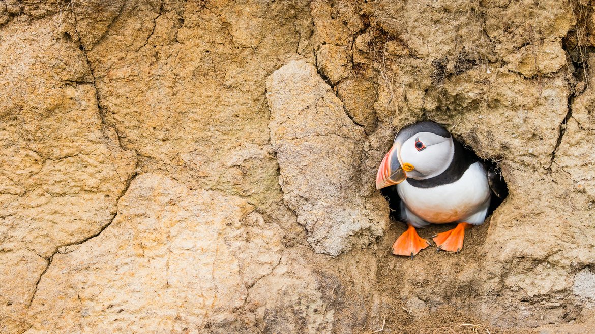 An Atlantic puffin sitting inside its cliff-face burrow looking to the left.