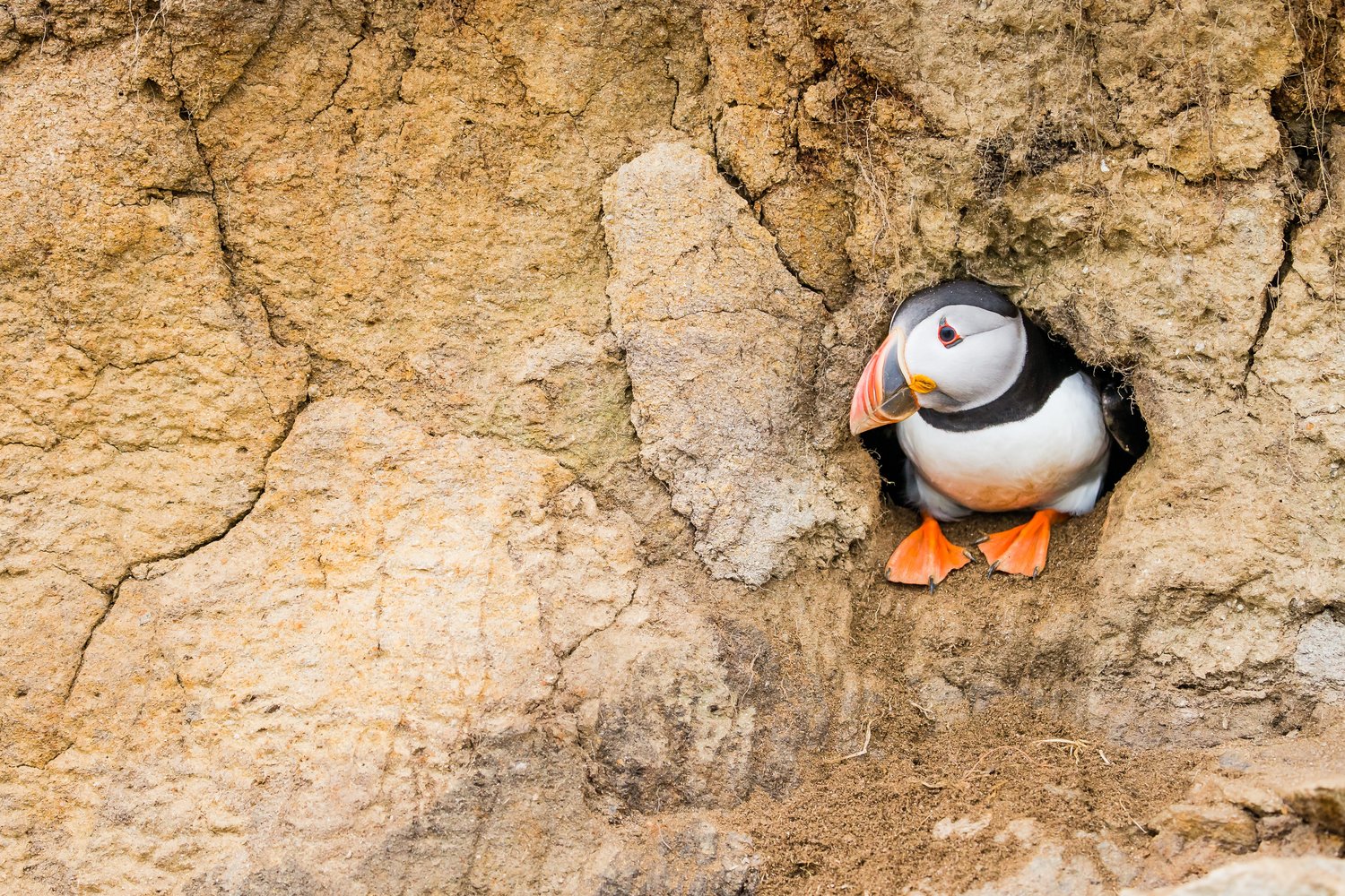 24 marine animals found in UK seas | Marine Conservation Society