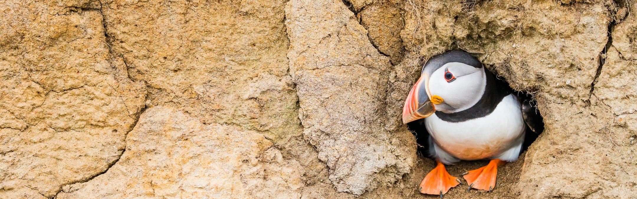 An Atlantic puffin sitting inside its cliff-face burrow looking to the left.