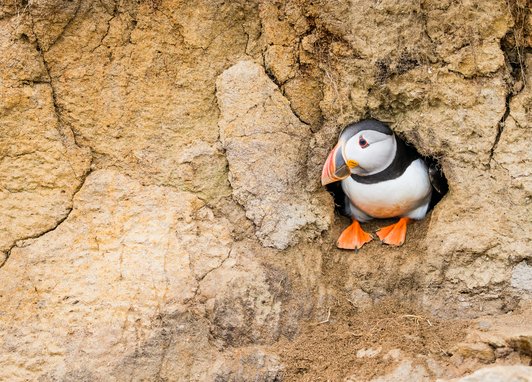 An Atlantic puffin sitting inside its cliff-face burrow looking to the left.