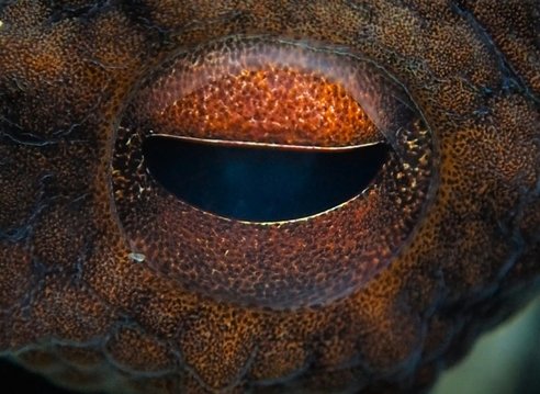 A close up of an octopus eye