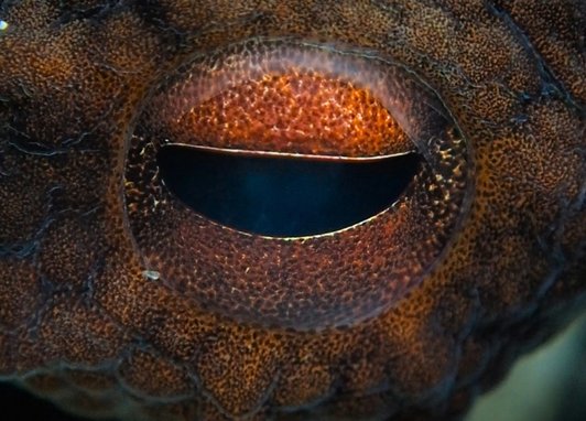 A close up of an octopus eye