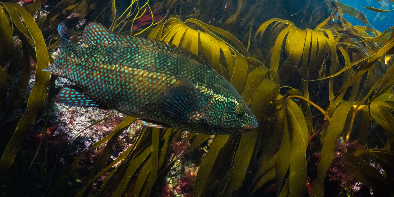 Ballan wrasse | Marine Conservation Society
