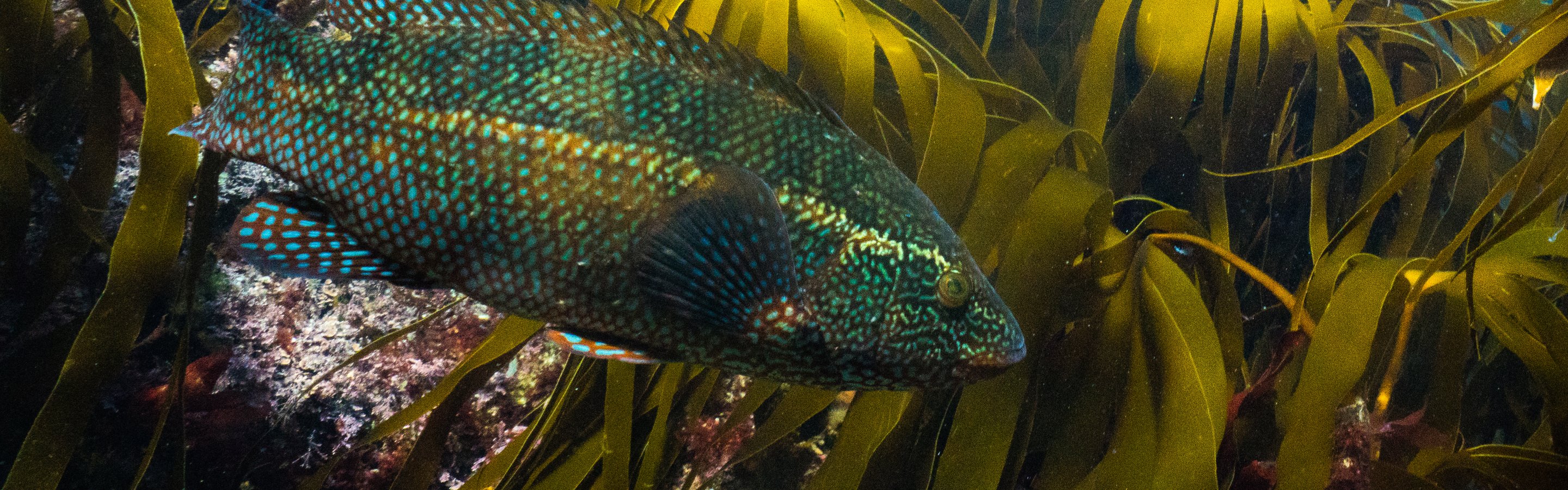 Ballan wrasse | Marine Conservation Society