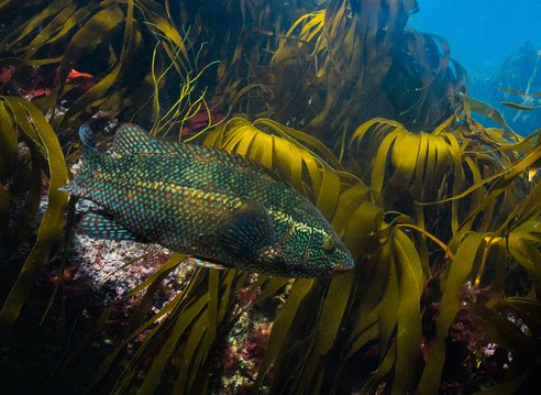A ballan wrasse swims surrounded by sea kelp in Cornwall. The light is shining on it beautifully, showing iridescent scales that appear green and blue on its otherwise dark body.