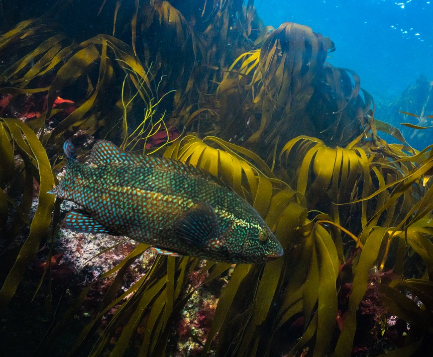 Ballan wrasse | Marine Conservation Society