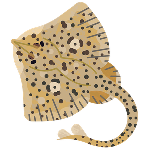 Spotted ray