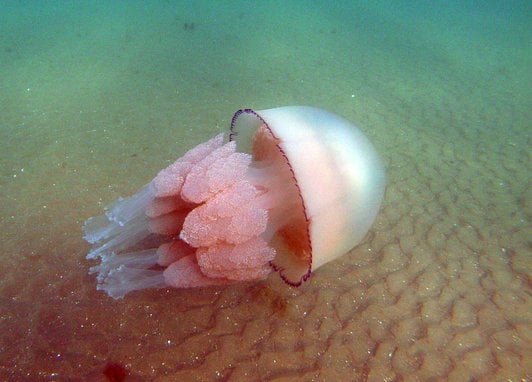 A barrel jellyfish