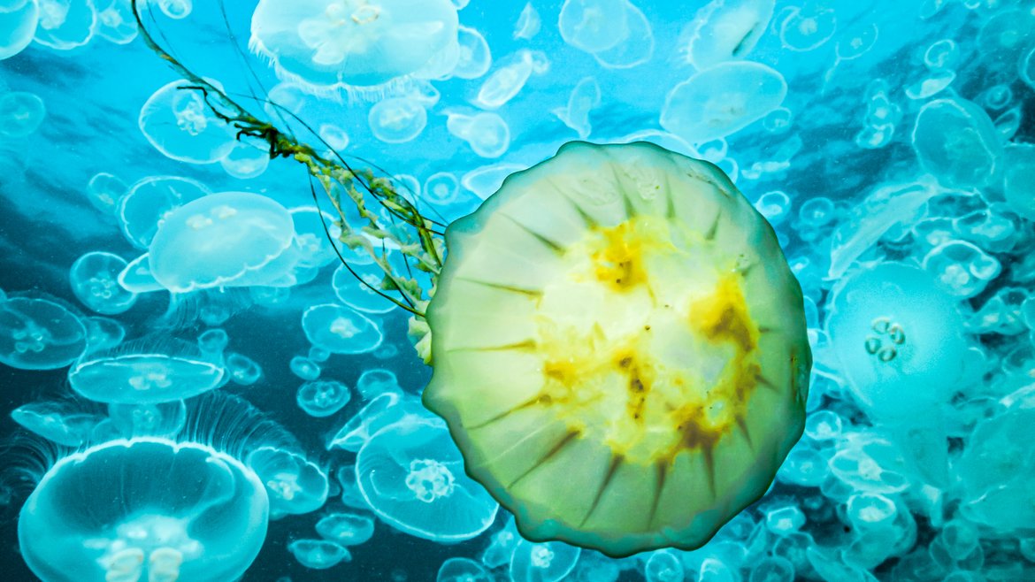 A yellow lion’s mane jellyfish passing through a moon jellyfish bloom