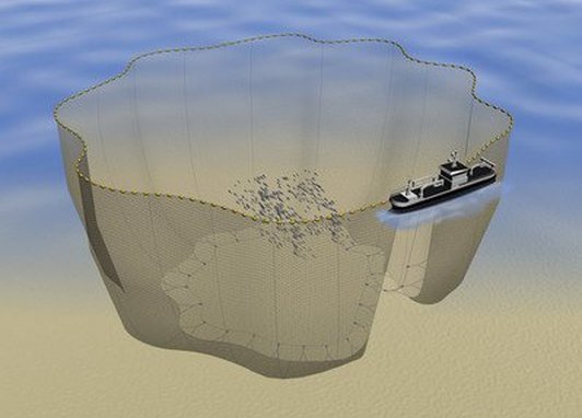 A fishing boat is circling a school of fish with a net, tightening it at the bottom so the fish can’t swim out